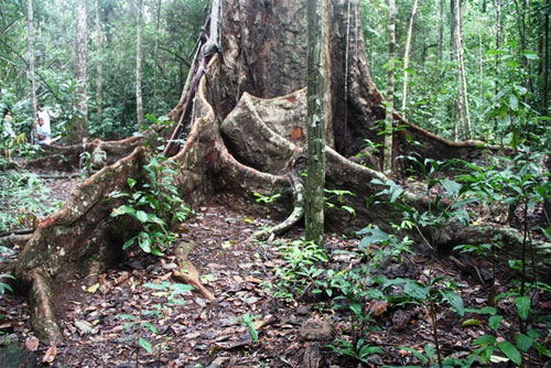 Trilha da Mata Atlântica em Maragogi Trilha da Mata Atlântica em Maragogi